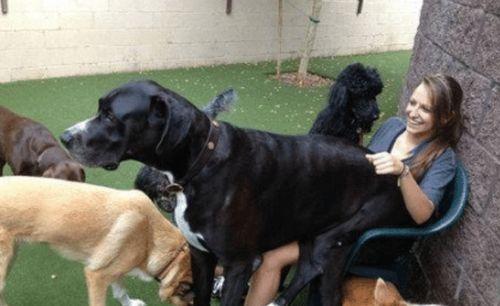 人与狗交配图片