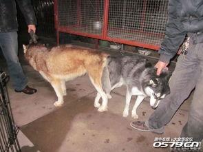 人与狗交配图片  第2张