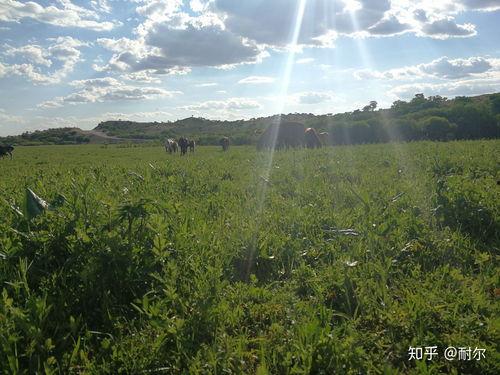内蒙古生活照,生活照中的草原韵味  第3张