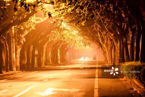 梧桐雨图片,诗意画卷中的古典风情  第1张