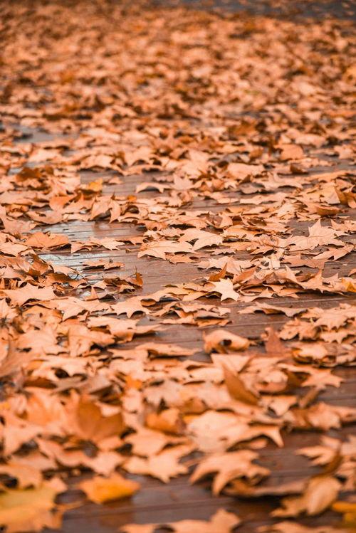 梧桐雨图片,诗意画卷中的古典风情  第3张