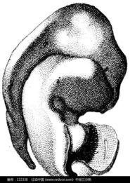 听觉图片,探索听觉图片的独特魅力  第2张